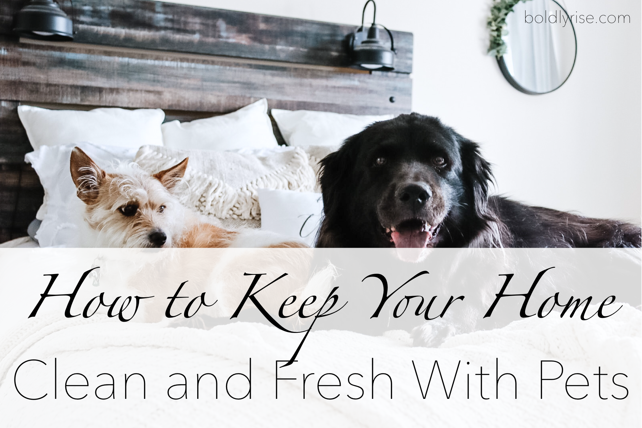 How to Keep Your Home Clean and Fresh With Pets - Boldly Rise